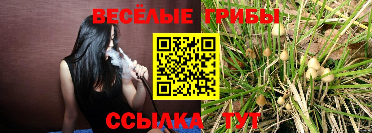 Псилоцибиновые грибы Psilocybe Щёлково